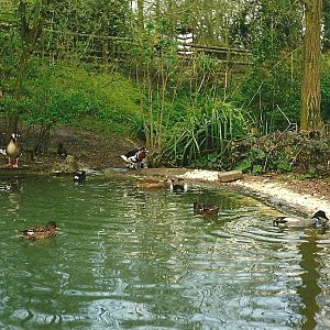 Waterfowl pool in walk-through area 2nd April 1999