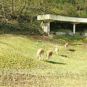 Guanacos and Lubetkin Terrace 2nd April 1999