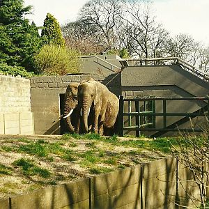 Flossie and Flora 2nd April 1999