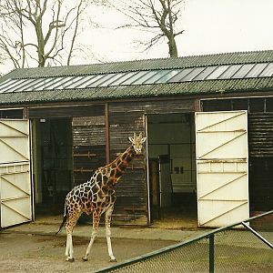 Giraffe House 2nd April 1999
