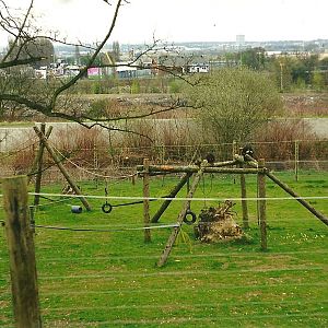 Chimpanzee exhibit 2nd April 1999