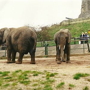 Flossie and Flora 2nd April 1999