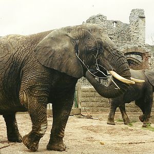 Flossie and Flora 2nd April 1999