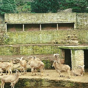 Barbary Sheep 2nd April 1999