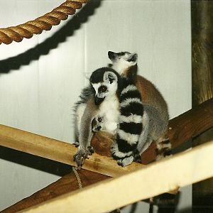 Ring-tailed Lemurs 2nd April 1999