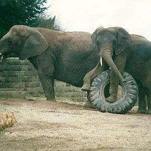 Flossie and Flora 8th March 2000