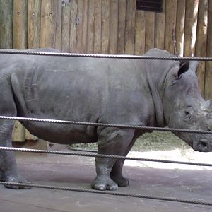 Southern White Rhinoceros