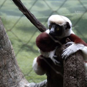 Coquerel's Sifaka