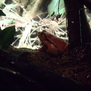 Madagascar Tomato Frog