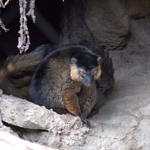 Collared Lemur