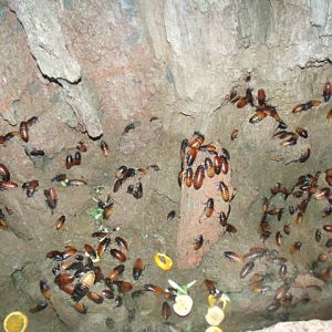 Madagascar Hissing Cockroach