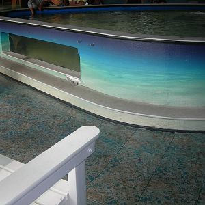 Stingray Touch Tank