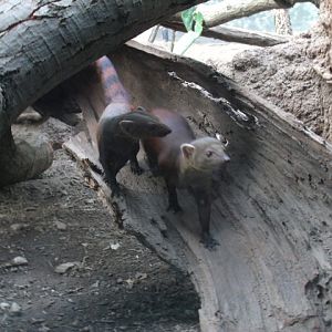 Ring-Tailed Mongoose