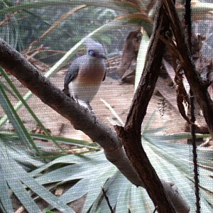 Crested Coua
