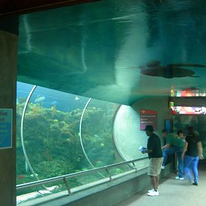 Shark Exhibit