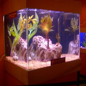 Leafy Sea Dragon Exhibit