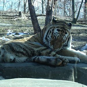 Amur Tiger