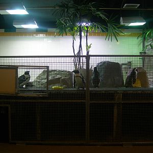 African Penguins exhibit Behind the scenes