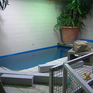 African Penguins exhibit Behind the scenes