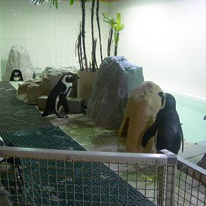 African Penguin Exhibit Behind the scenes