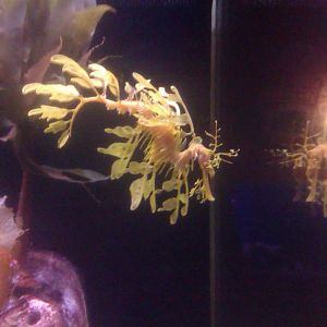 Leafy Sea Dragon
