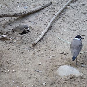 Spur-Winged Lapwing