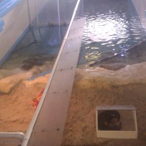 River Otter Exhibit