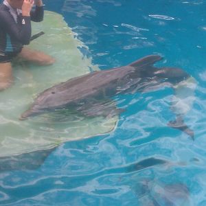 Winter from DolphinTale