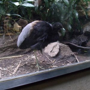 Grey-Winged Trumpeter