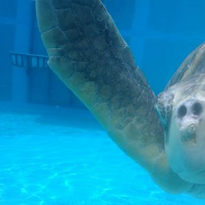 Sea Turtle Up Close and Personal