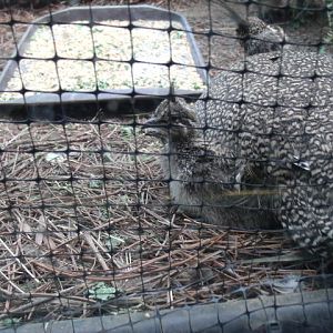 Elegant Crested Tinamou Chicks
