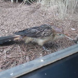 Guira Cuckoo