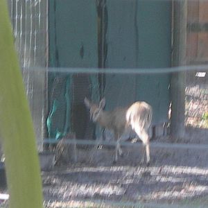 Common Duiker