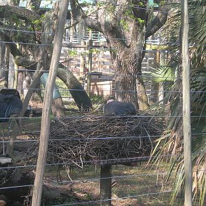 Marabou stork nest