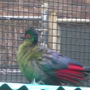 Turaco