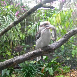 Kookaburra eating a mouse
