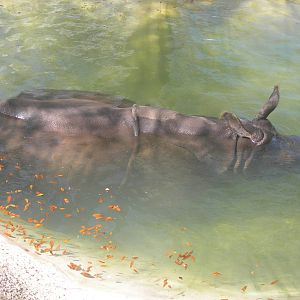 indian rhino fully submerge in water