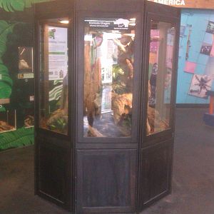Juvenile Komodo Dragon exhibit