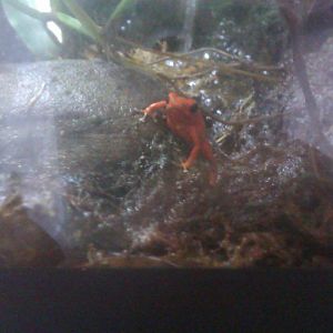 Strawberry Poison Dart Frog