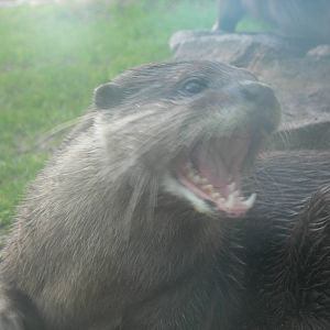 Asian Small Clawed Otter