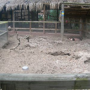 Aardvark exhibit