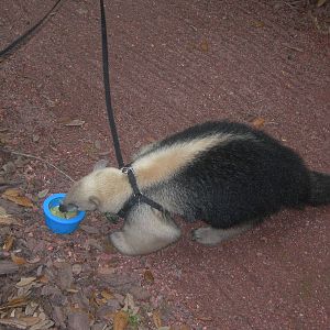 Tamandua