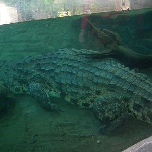 Nile Crocodile