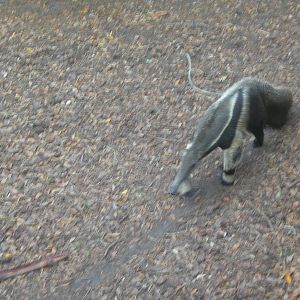 Giant Anteater
