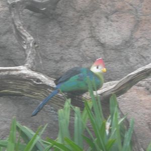 Turaco