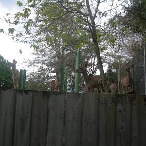 Herd of Greater Kudu
