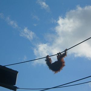Orangutan on rope