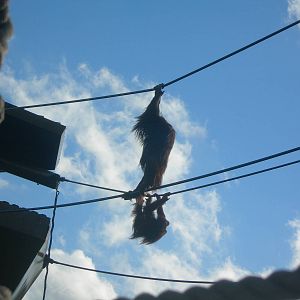 Orangutan on rope