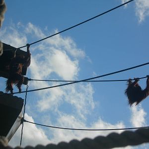 Orangutan on rope