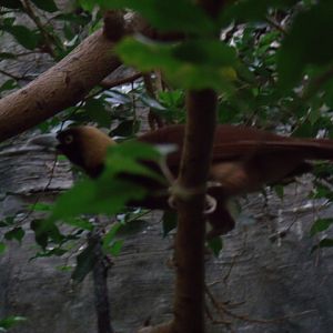 Lesser Bird-of-Paradise